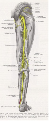 Nerves Of The Leg Modernheal