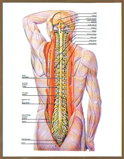 The Nervous System Labeled Modernheal