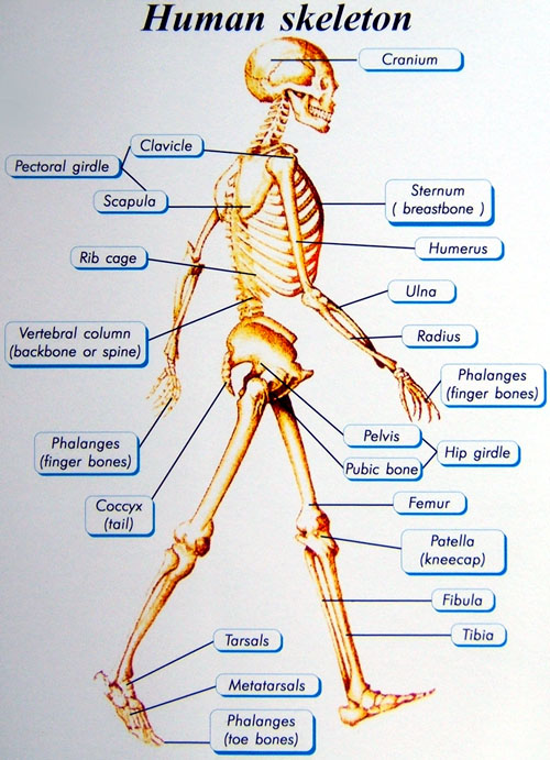 Labelled Muscles In The Body Muscle Diagram Most Important Muscles 