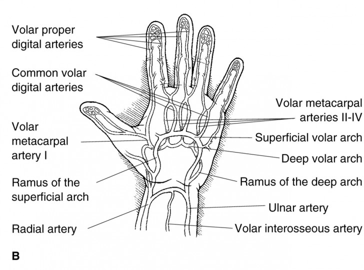 anatomy of hand and wrist bones - ModernHeal.com