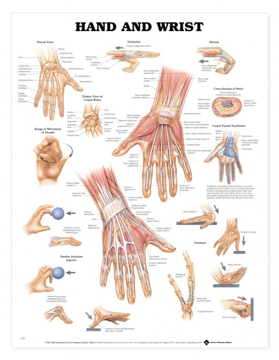 anatomy of hand bones - ModernHeal.com