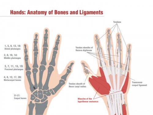 anatomy of hand palm - ModernHeal.com