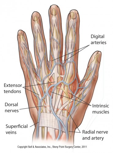 anatomy of left hand label - ModernHeal.com