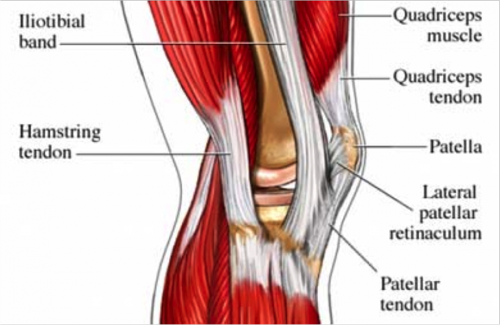 anterior muscles of the knee - ModernHeal.com