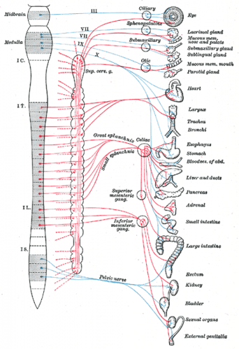 central nervous system diagram labeled - ModernHeal.com