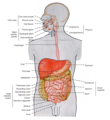 digestive system chart - ModernHeal.com