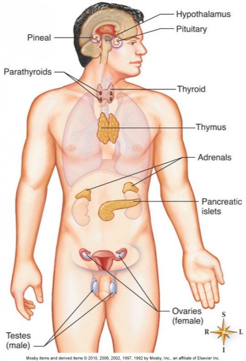 Endocrine System Diagram Modernheal Com