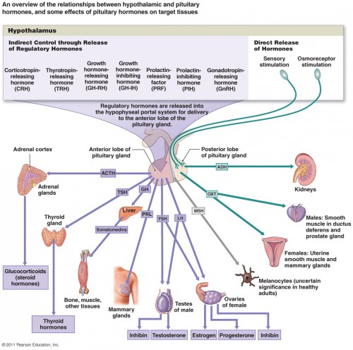 all-about-hormones-how-they-function-to-keep-you-healthy