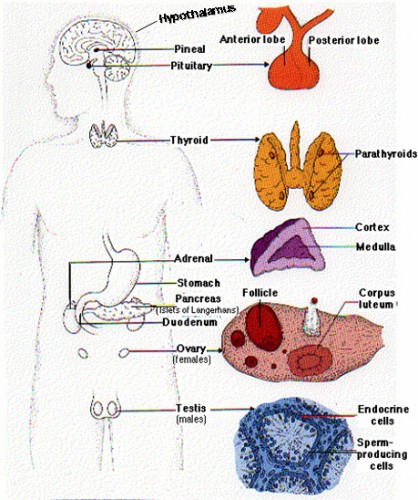 adrenal gland part of endocrine system
