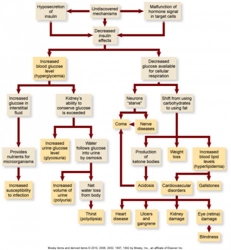 Female Endocrine System Diagram 