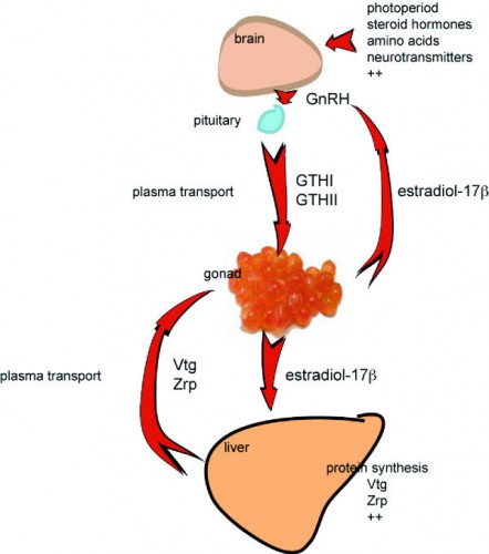 Endocrine System Flow Chart 3989