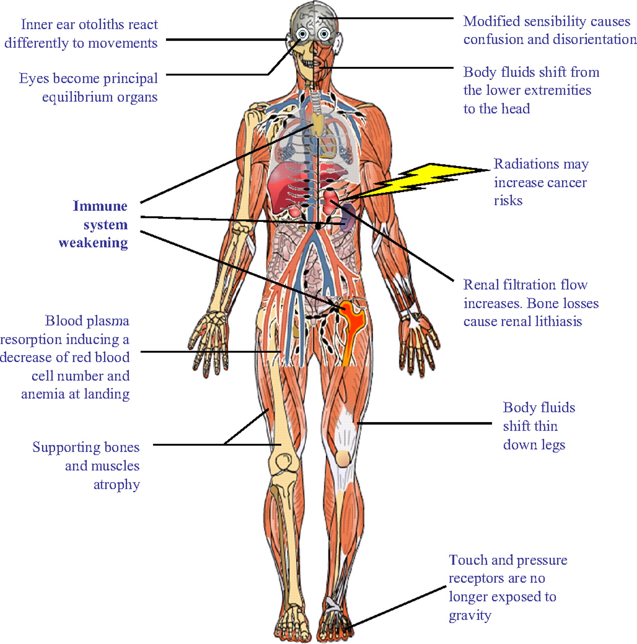 human-body-systems-and-functions-modernheal