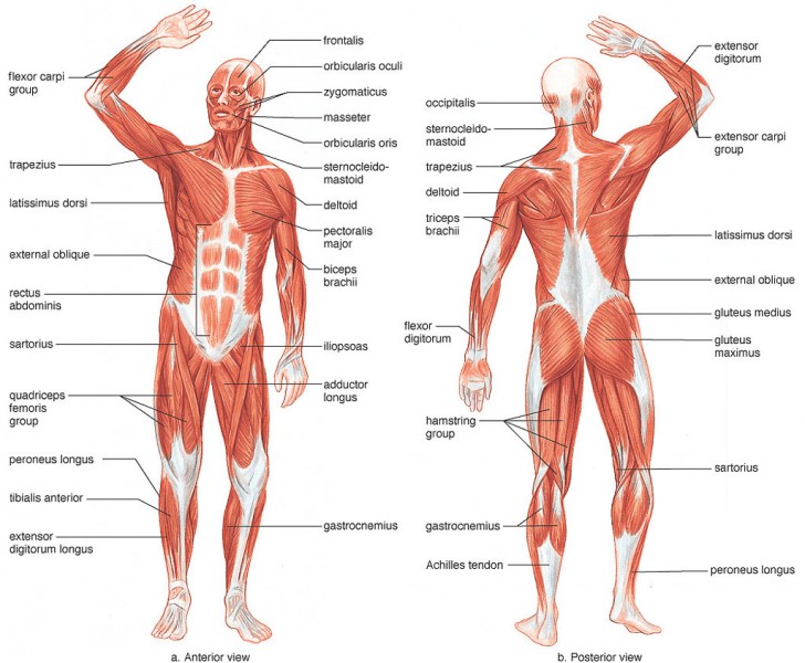 complete body anatomy