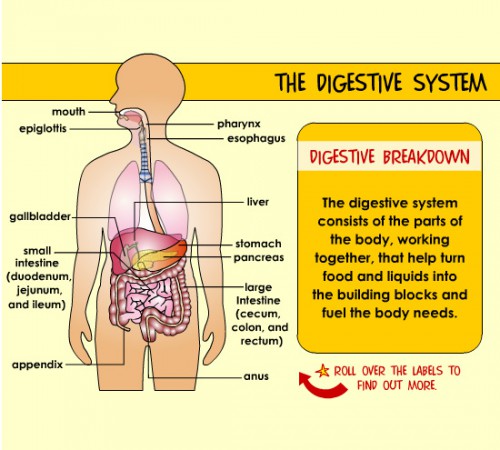 human body systems brochure project - ModernHeal.com