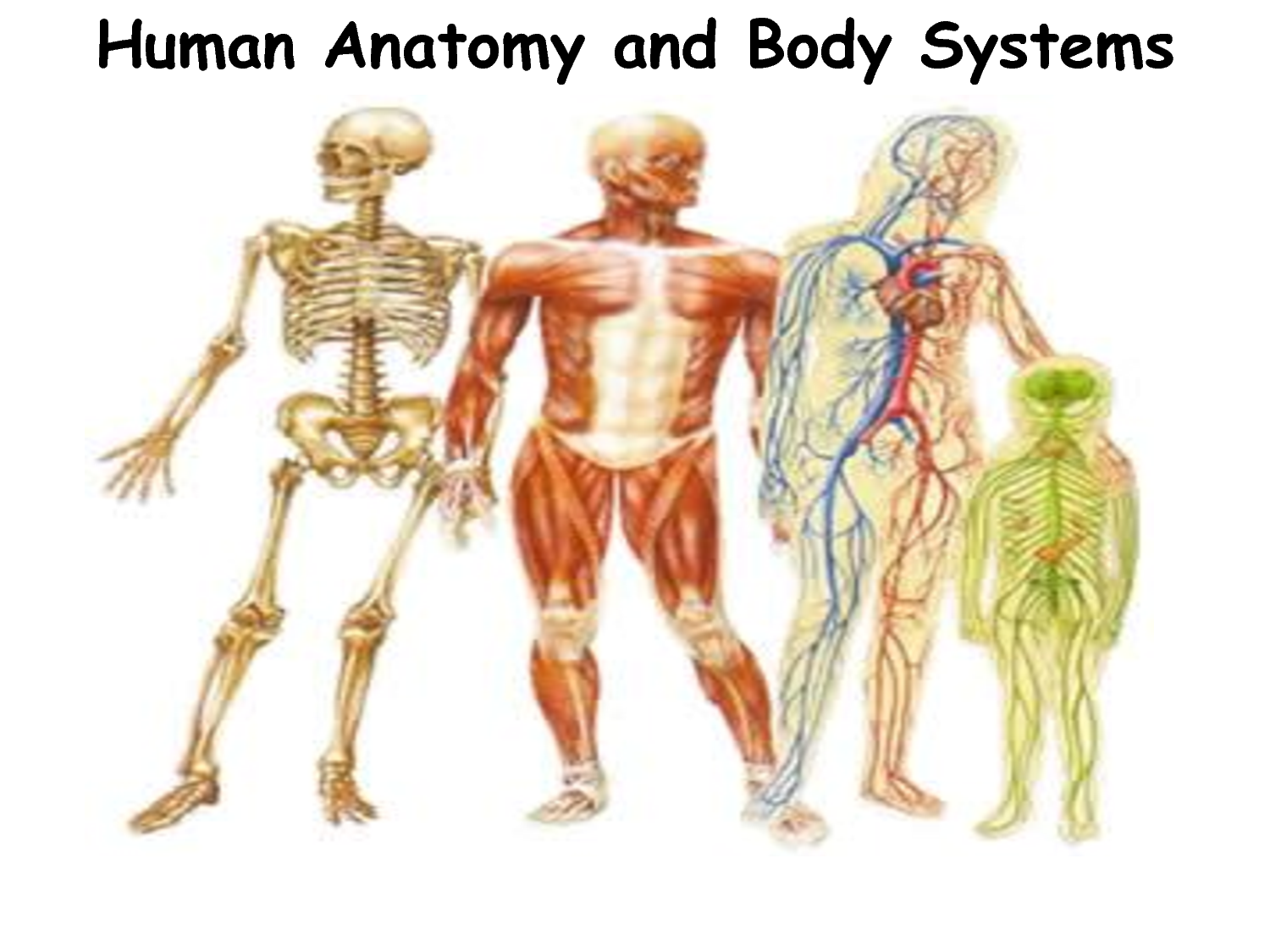 Human Body Systems Chart ModernHeal