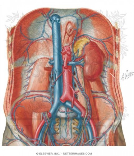 inferior-vena-cava-pregnancy-modernheal