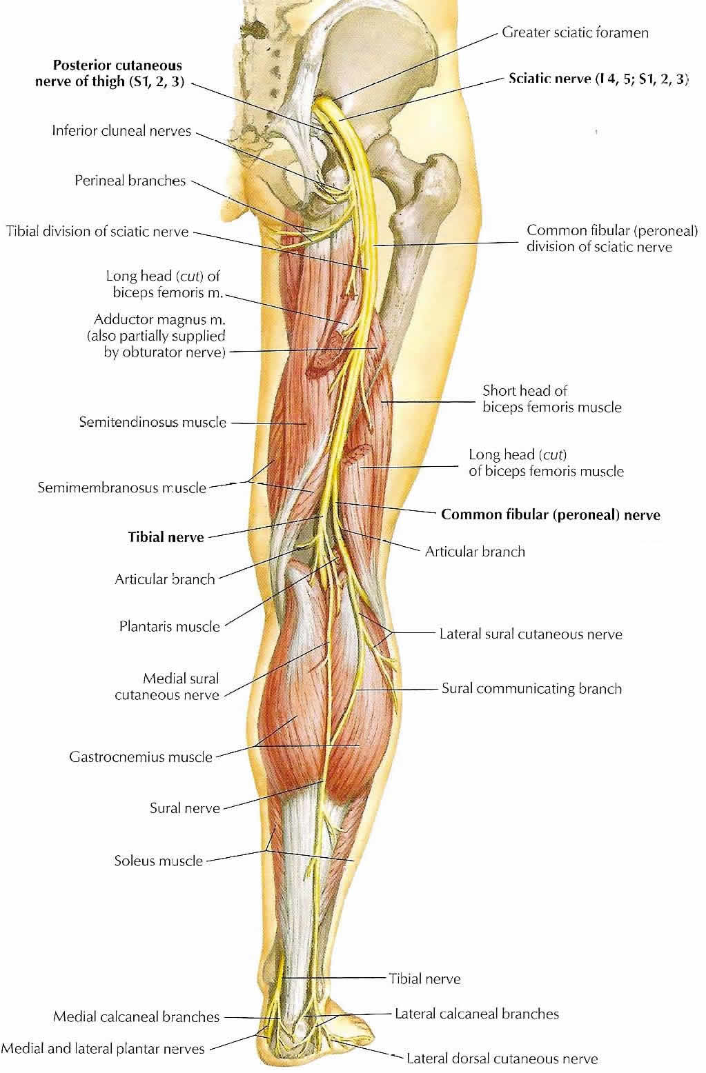 Major Nerves Of The Leg ModernHeal