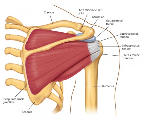 muscles of shoulder posterior view - ModernHeal.com