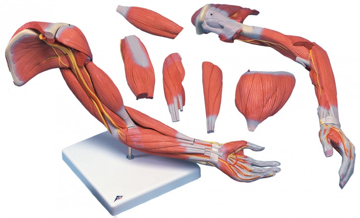 muscles of the arm cadaver - ModernHeal.com