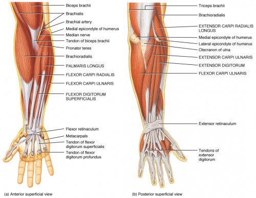 muscles of the arm origin insertion action - ModernHeal.com