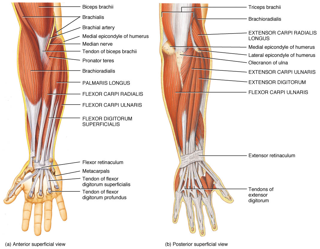 Arm muscles. Мышцы предплечья анатомия. Разгибатели руки анатомия. Мышцы предплечья и кисти анатомия. Мышцы передней поверхности предплечья.