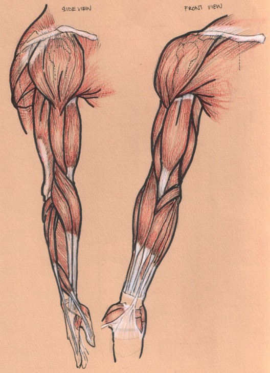 muscles of the arm posterior view - ModernHeal.com