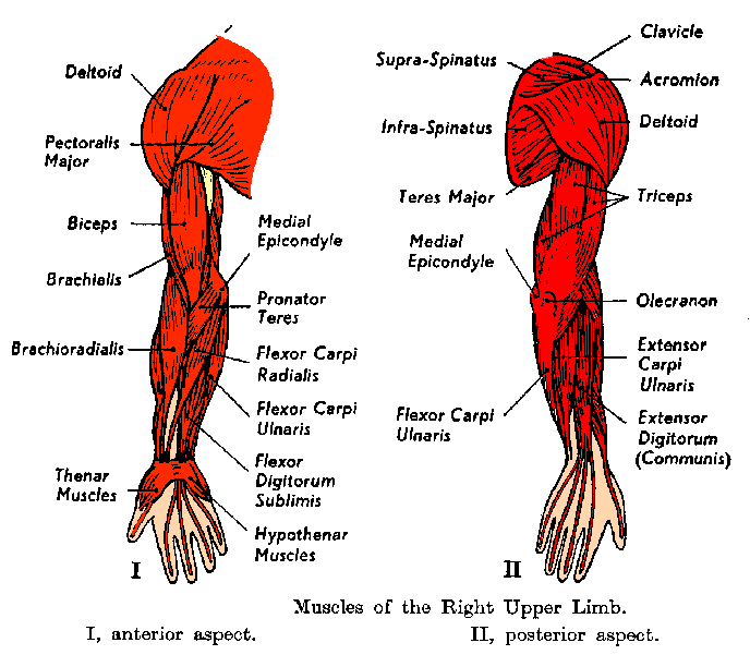Muscles Of The Arm Posterior
