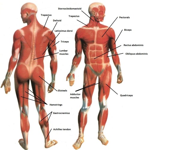 Musculo mas pequeño del cuerpo humano