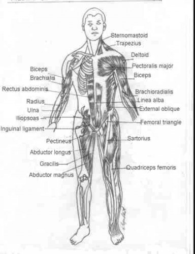 Chest Muscles Diagram : Anatomy Lab Photographs Chest Muscles