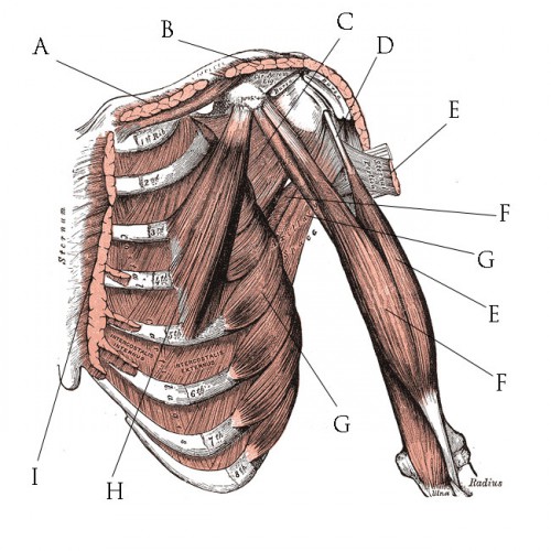 Muscles Of The Chest Shoulder And Upper Limb Laboratory Exercise 21 ...