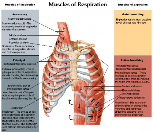 muscles of the chest shoulder and upper limb origin and insertion ...