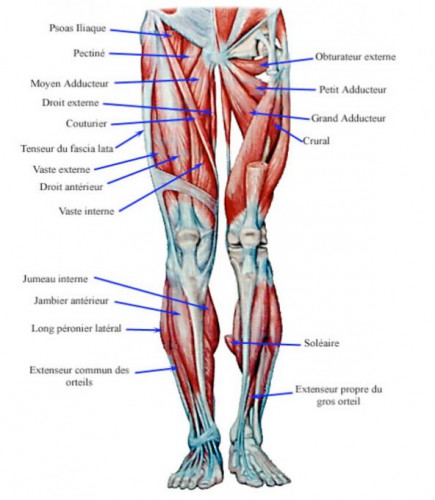 muscle below knee cap