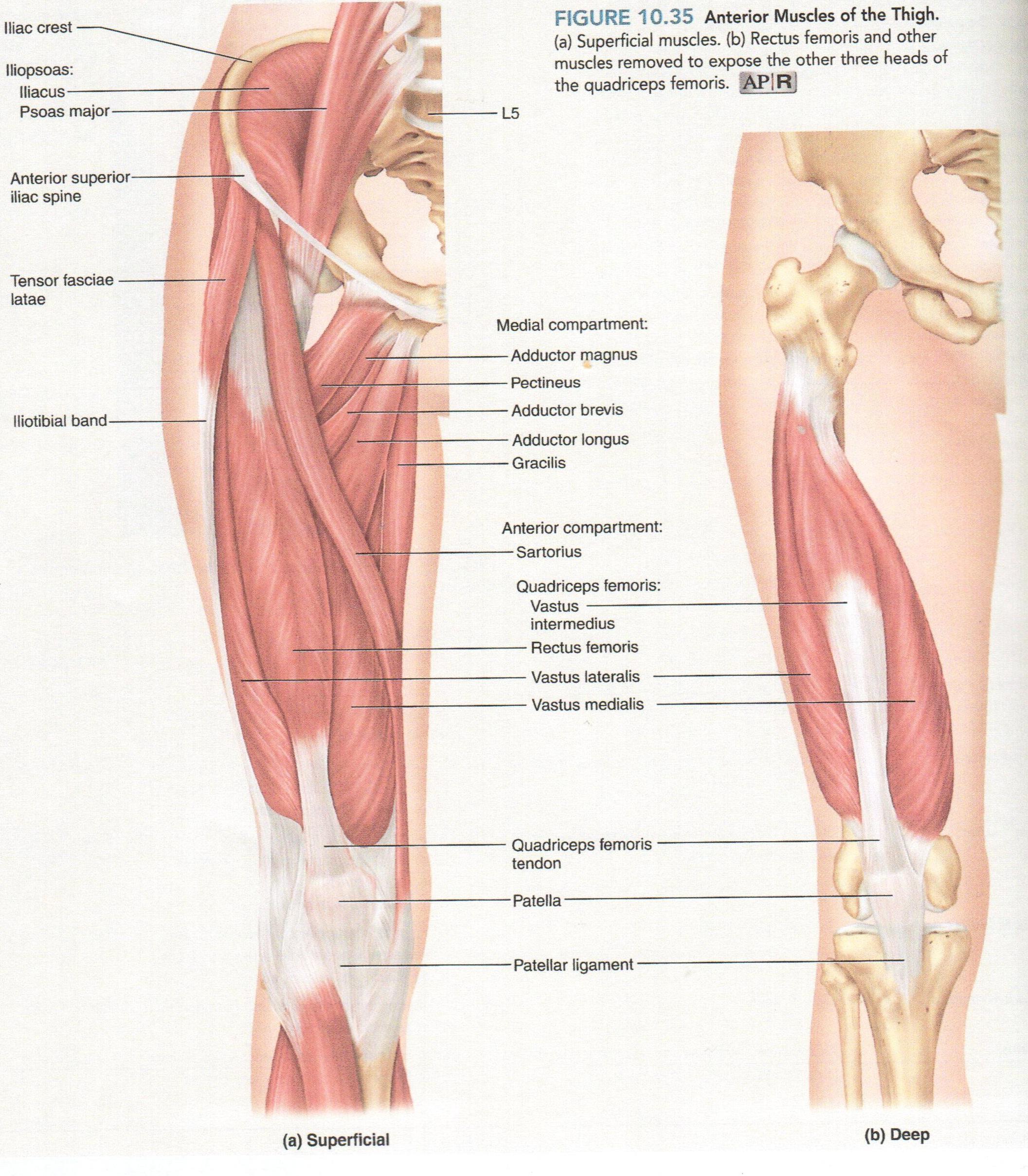 Vastus intermedius мышца