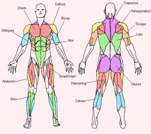 muscles of the upper body posterior - ModernHeal.com