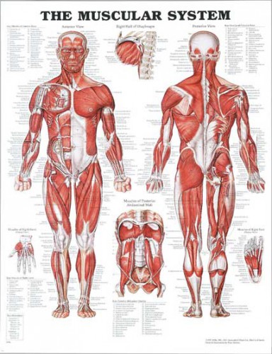 Muscles Of The Upper Body Quiz   ModernHealcom