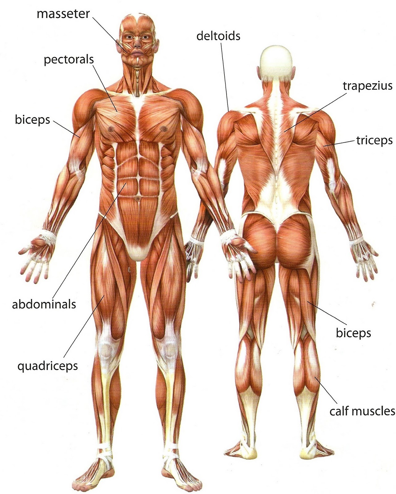 Muscles Of The Upper Body ModernHeal