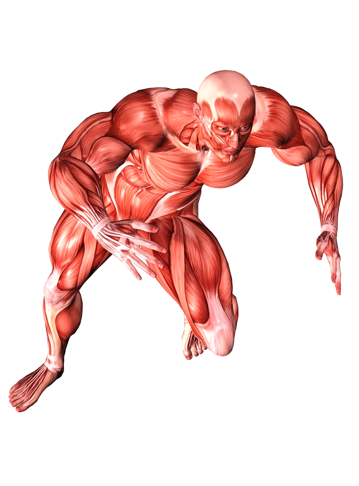 Muscular System Activities ModernHeal