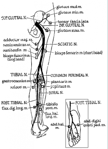 nerves of the leg anatomy - ModernHeal.com