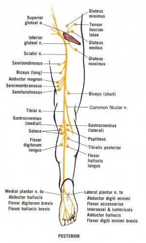 nerves of the leg and hip - ModernHeal.com