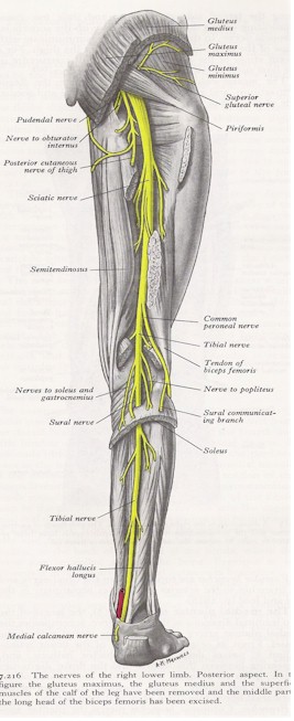 Anterior Leg Nerve Diagram