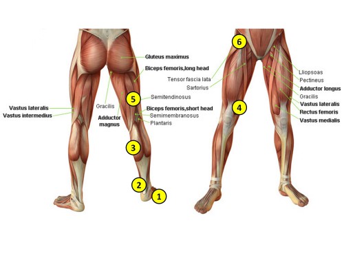 the-nerves-of-the-leg-and-foot-3d-anatomy-model