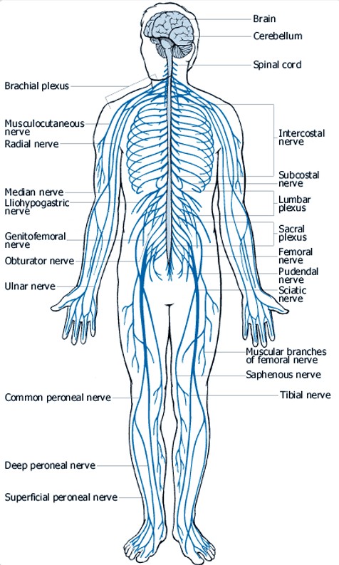 nervous system diagram blank - ModernHeal.com