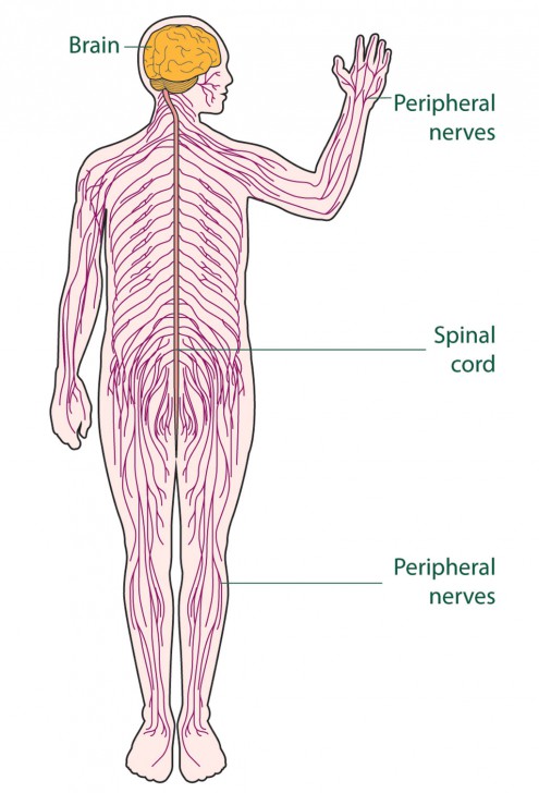 nervous system diagram for kids - ModernHeal.com