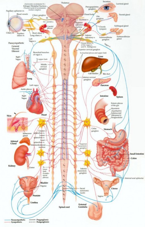 nervous-system-diagram-for-kids-to-label-modernheal