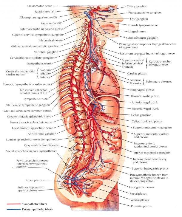 nervous system diagram worksheet - ModernHeal.com