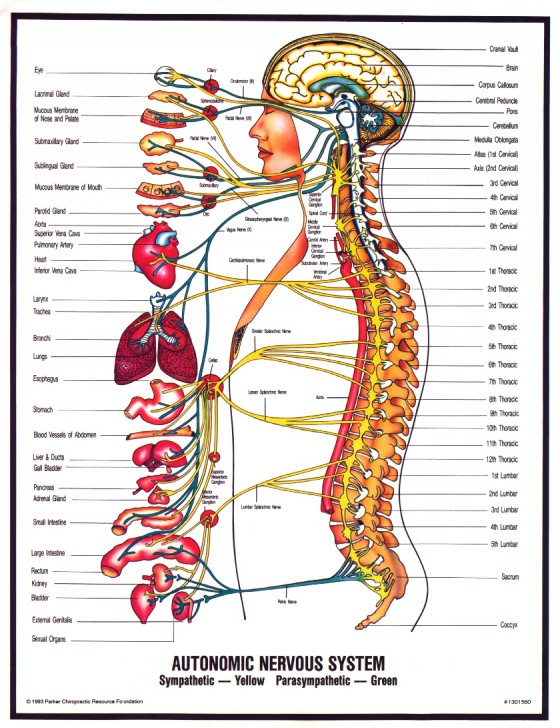 peripheral nervous system diagram for kids - ModernHeal.com