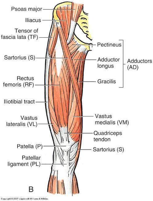 posterior muscles of the knee - ModernHeal.com