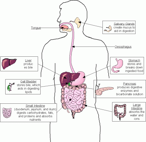 How Human Respiratory System Works