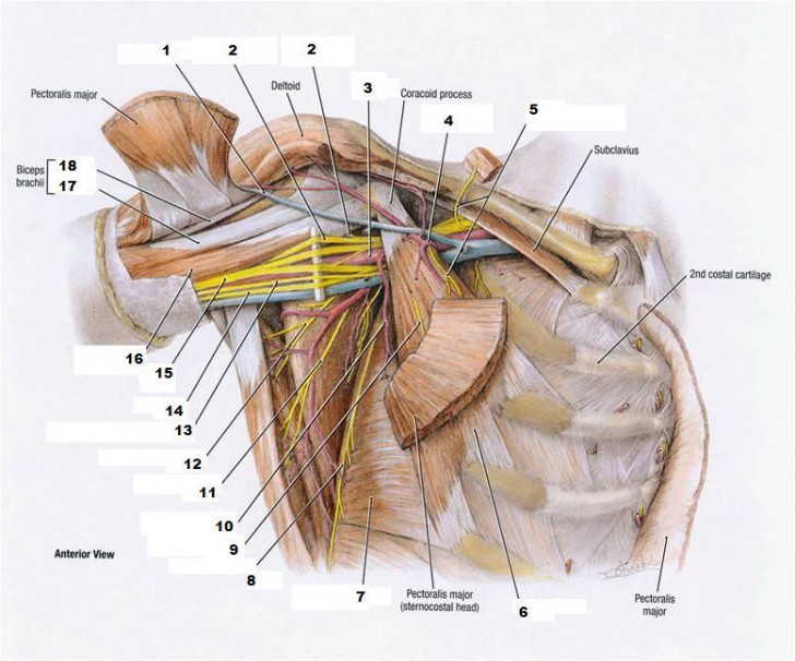 scapula - ModernHeal.com