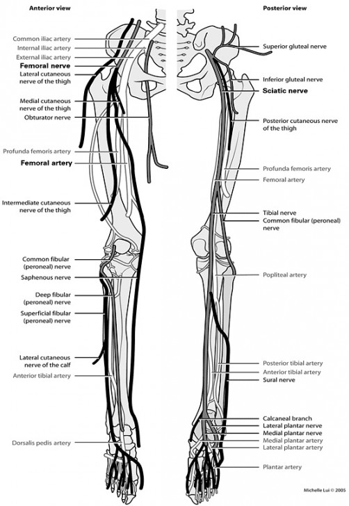 superficial-nerves-of-the-leg-modernheal